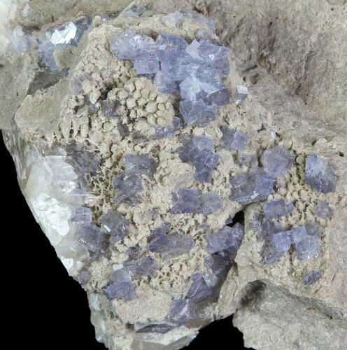 Purple/Gray Fluorite Cluster - Marblehead Quarry Ohio #81192